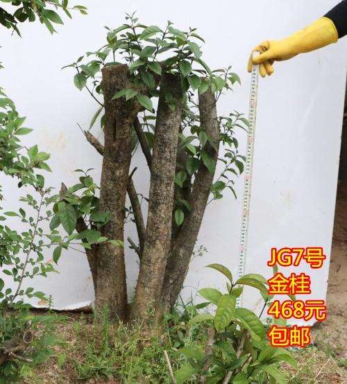 日香桂能靠接到金桂花下山桩上吗