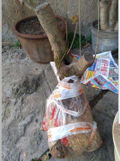 今天入手的流苏下山桩 100元