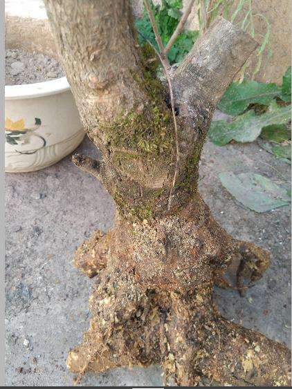 今天入手的流苏下山桩 100元