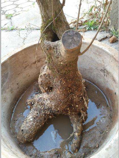 今天入手的流苏下山桩 100元