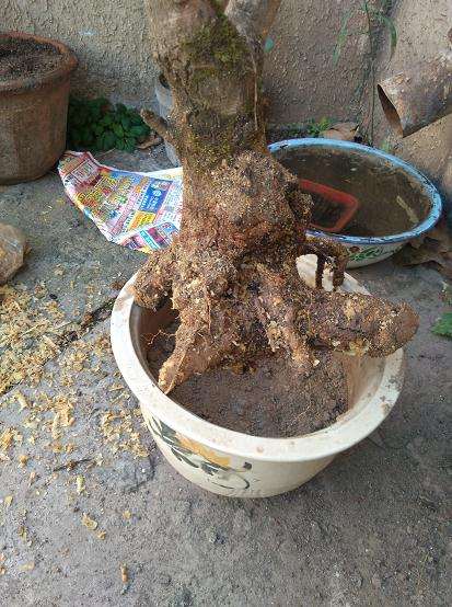 今天入手的流苏下山桩 100元