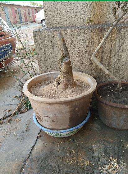 今天入手的流苏下山桩 100元