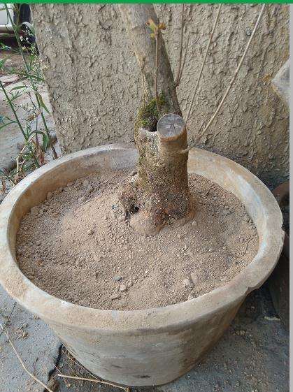 今天入手的流苏下山桩 100元