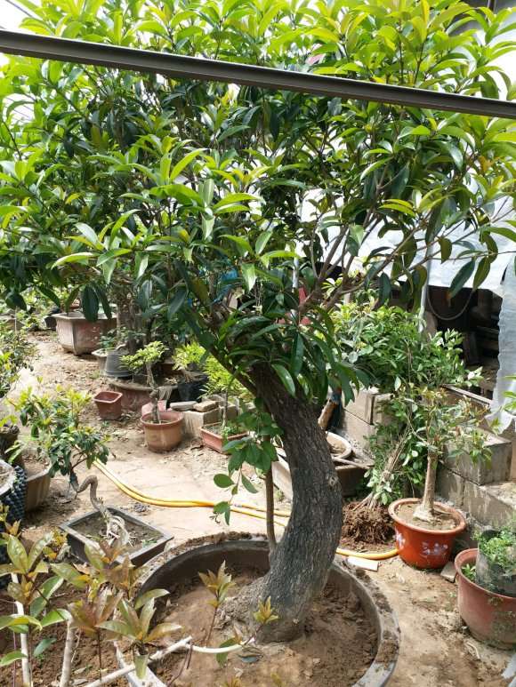 內径72厘米丹桂花下山桩盆栽 图片