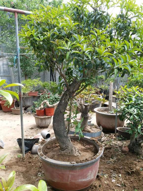 內径72厘米丹桂花下山桩盆栽 图片