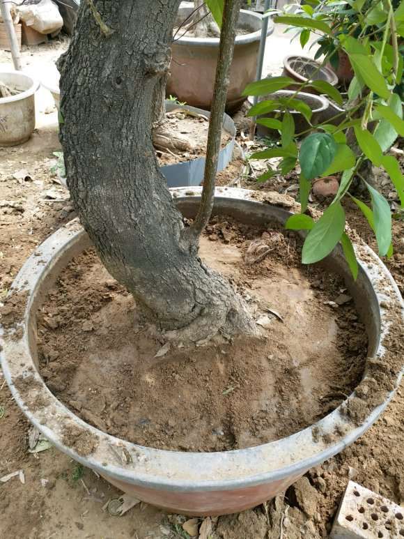 內径72厘米丹桂花下山桩盆栽 图片