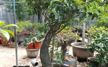 內径72厘米丹桂花下山桩盆栽 图片