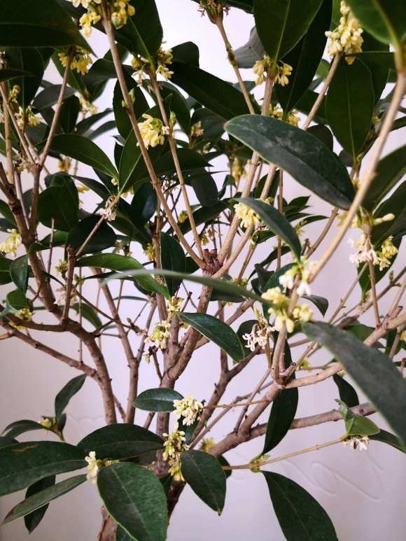 价格360元买的桂花下山桩 13个粗