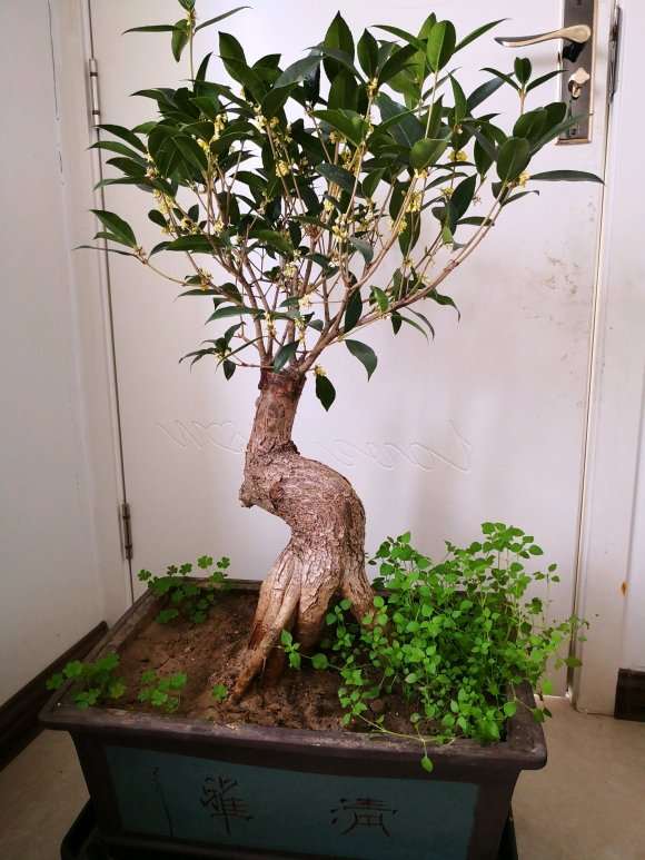 桂花下山桩 价格360元买的 13个粗 图片