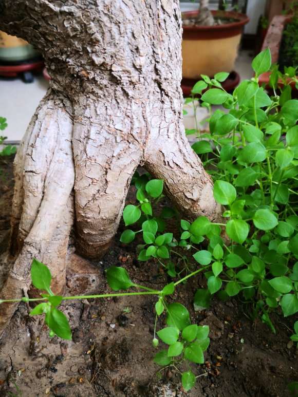 价格360元买的桂花下山桩 13个粗