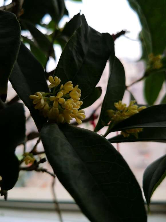 价格360元买的桂花下山桩 13个粗