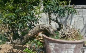 买的小型桂花下山桩 大家看 行不行