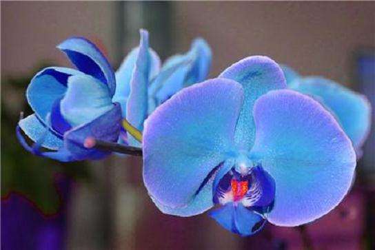 蝴蝶兰怎么栽培的2个技术要点