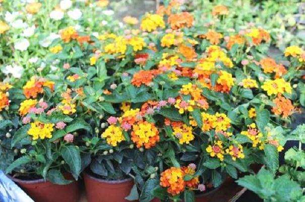 马缨丹对对蚊虫的驱避效果研究