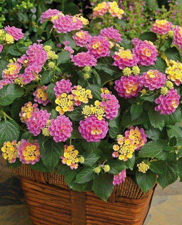 马缨丹对对蚊虫的驱避效果研究