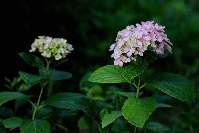 马缨丹对对蚊虫的驱避效果研究