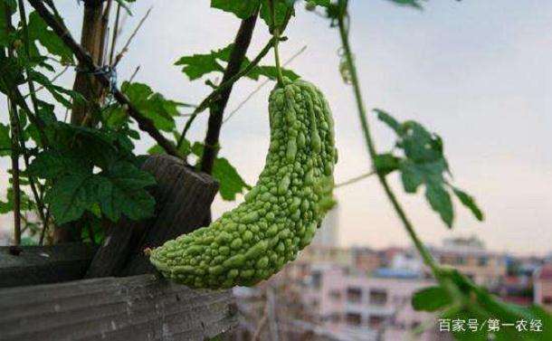 北方阳台盆栽蔬菜的种类怎么选择