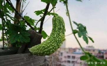 北方阳台盆栽蔬菜的种类怎么选择