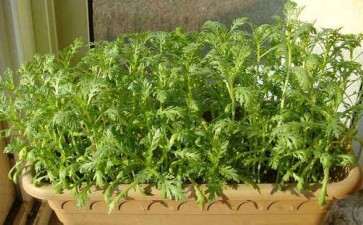 阳台盆栽蔬菜种植容器怎么准备的方法