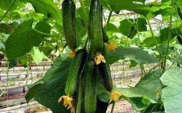 阳台盆栽蔬菜怎么播种的2个方法