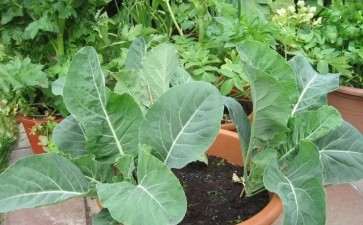 阳台盆栽蔬菜温度怎么调控的方法