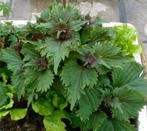 阳台盆栽蔬菜怎么光照调控的方法