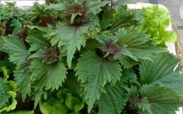 阳台盆栽蔬菜怎么光照调控的方法