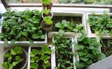 阳台盆栽蔬菜怎么病虫害防治的方法