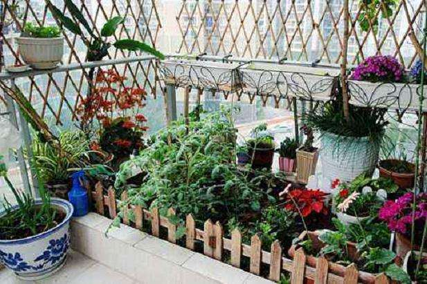 阳台盆栽蔬菜怎么收获的2个方法