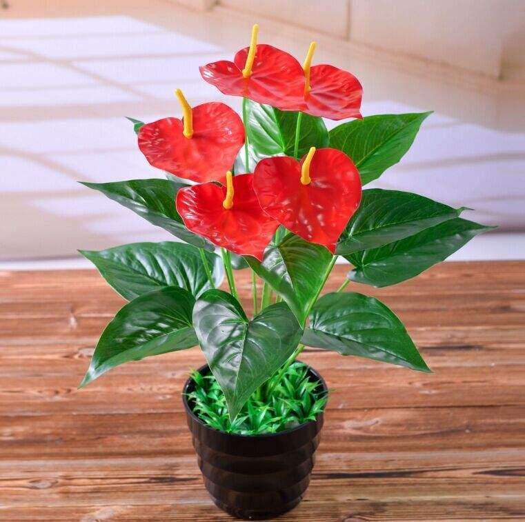 红掌蓟马怎么传播的3个途径