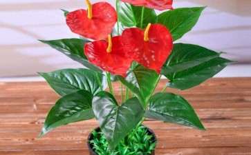 红掌蓟马怎么传播的3个途径