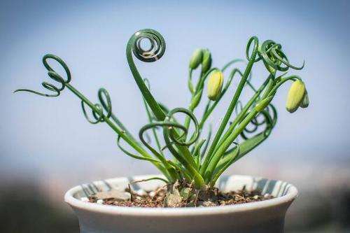 新优盆栽植物弹簧草组培快繁技术研究