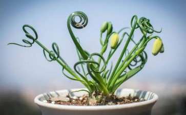 新优盆栽植物弹簧草组培快繁技术研究