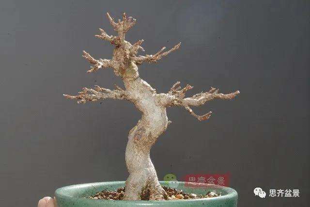 图解 矮霸三角枫盆景怎么高压改作