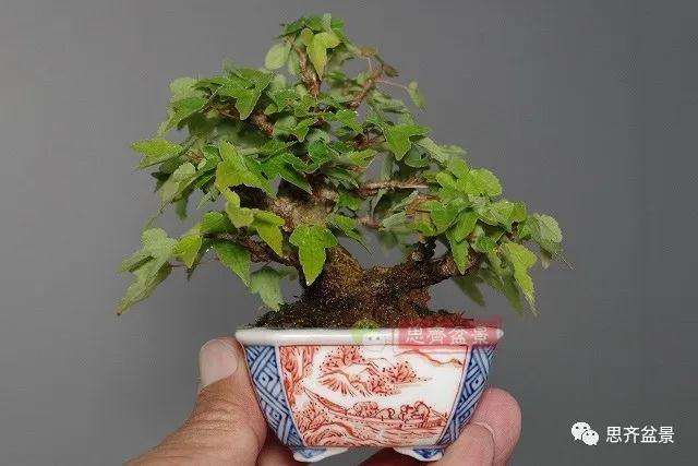 图解 矮霸三角枫盆景怎么高压改作