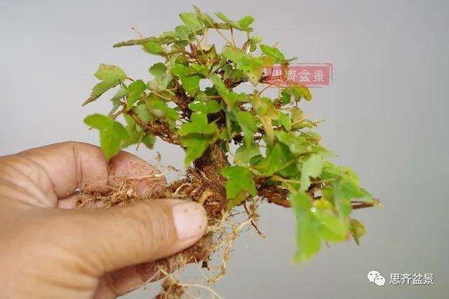 图解 矮霸三角枫盆景怎么高压改作