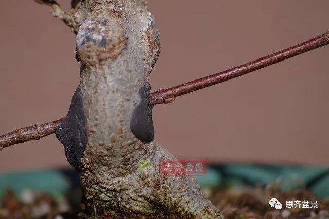 图解 矮霸三角枫盆景怎么高压改作