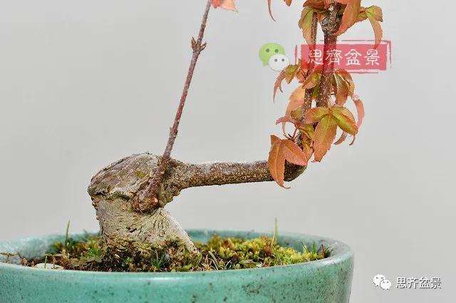 图解 矮霸三角枫盆景怎么高压改作