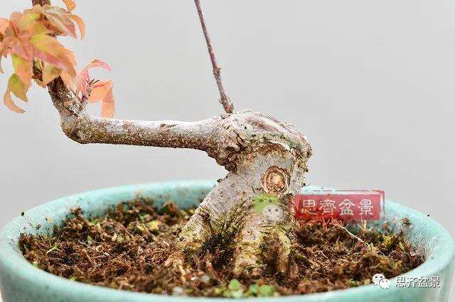 图解 矮霸三角枫盆景怎么高压改作