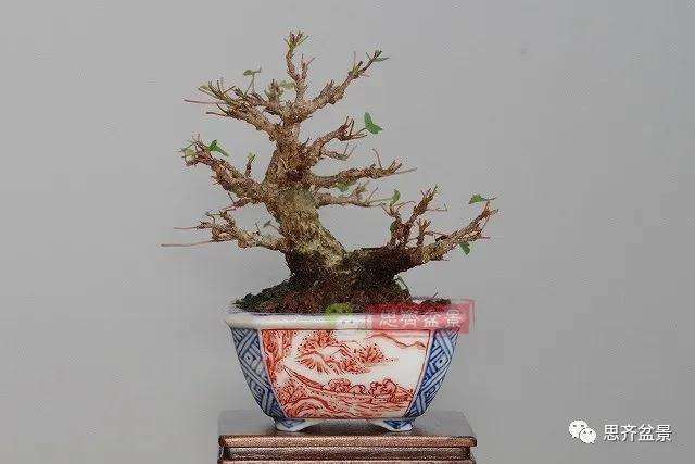 图解 矮霸三角枫盆景怎么高压改作