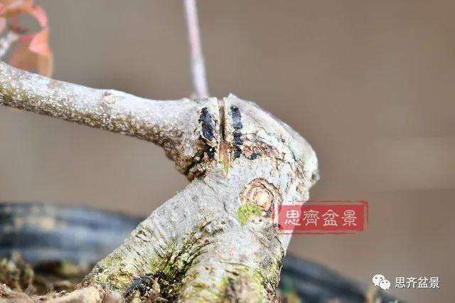 图解 矮霸三角枫盆景怎么高压改作