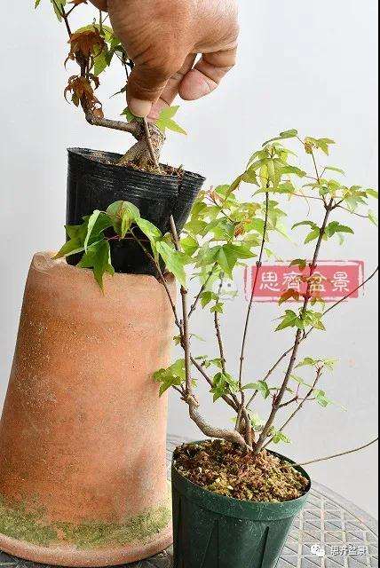 图解 矮霸三角枫盆景怎么高压改作