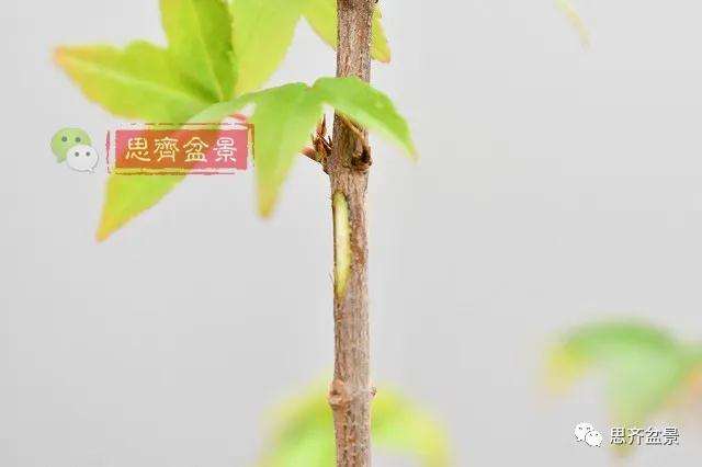 图解 矮霸三角枫盆景怎么高压改作