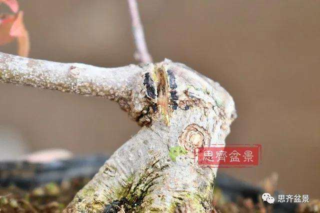 图解 矮霸三角枫盆景怎么高压改作