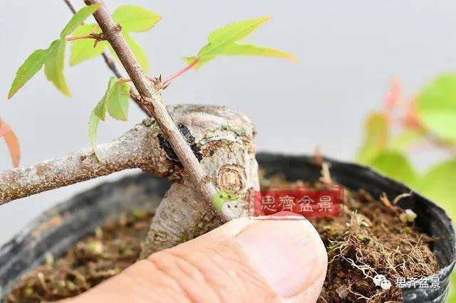 图解 矮霸三角枫盆景怎么高压改作