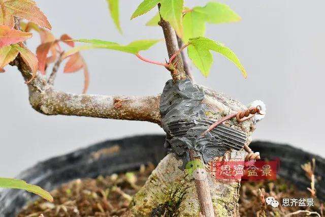 矮霸三角枫盆景怎么高压改作