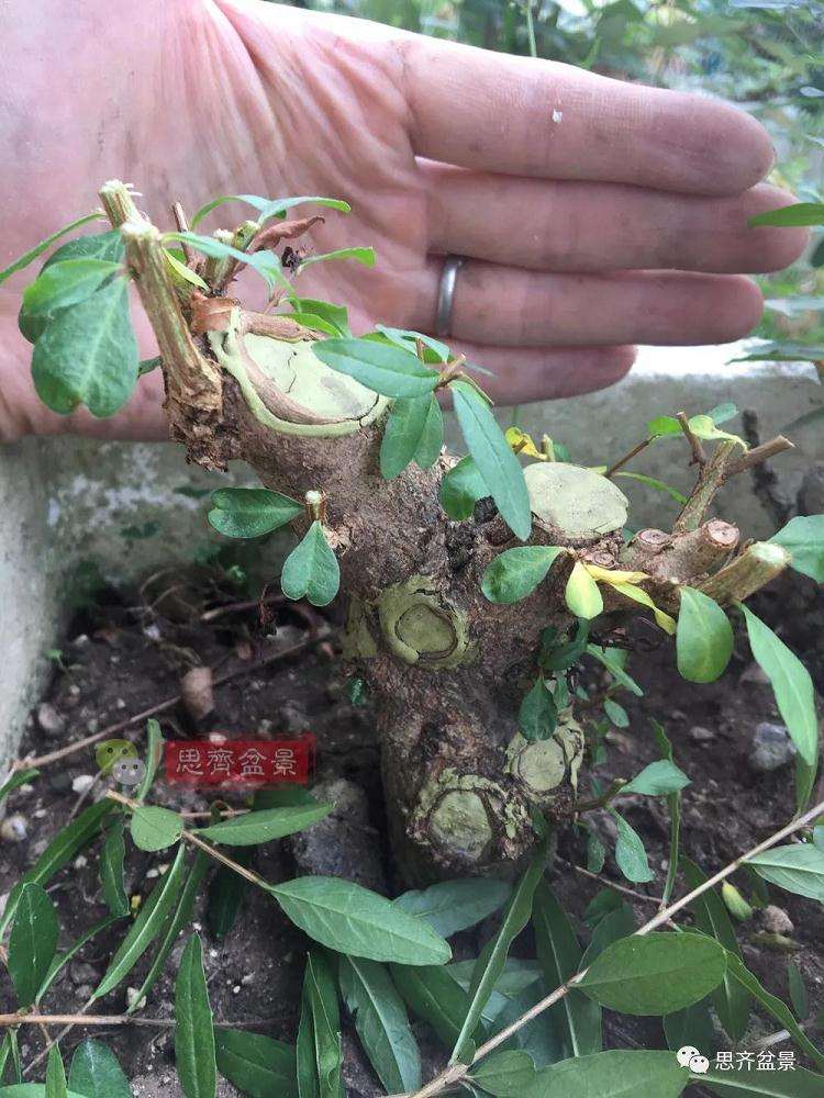 图解 矮霸石榴盆景怎么高压改作的方法