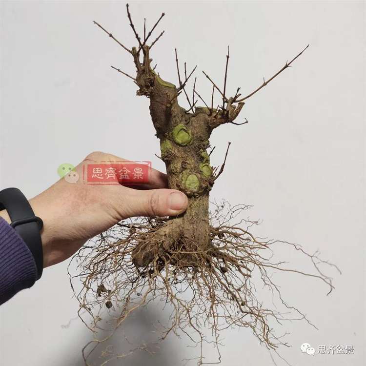 图解 矮霸石榴盆景怎么高压改作的方法