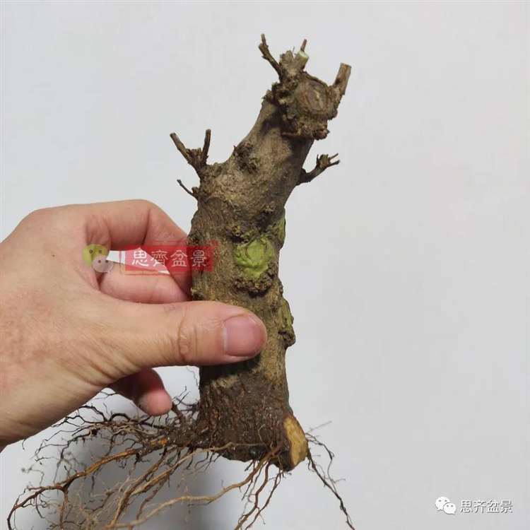 图解 矮霸石榴盆景怎么高压改作的方法