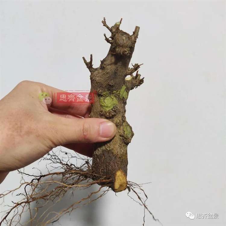 图解 矮霸石榴盆景怎么高压改作的方法